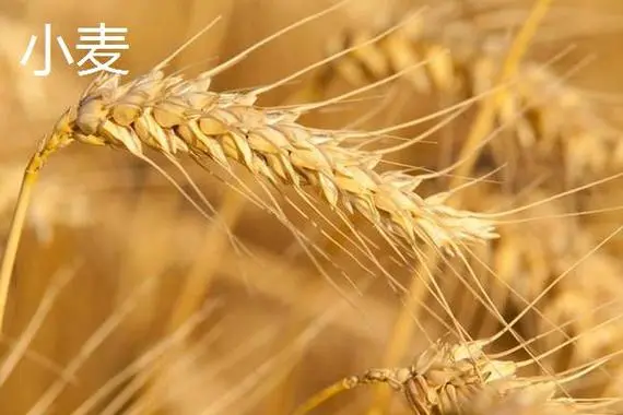 大麦和小麦的区别是什么，大麦和小麦哪个营养价值高