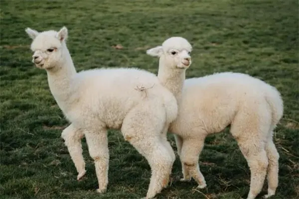 羊驼多少钱一只，普通幼崽的价格通常在1-2万元之间-第2张图片-趣农笔记